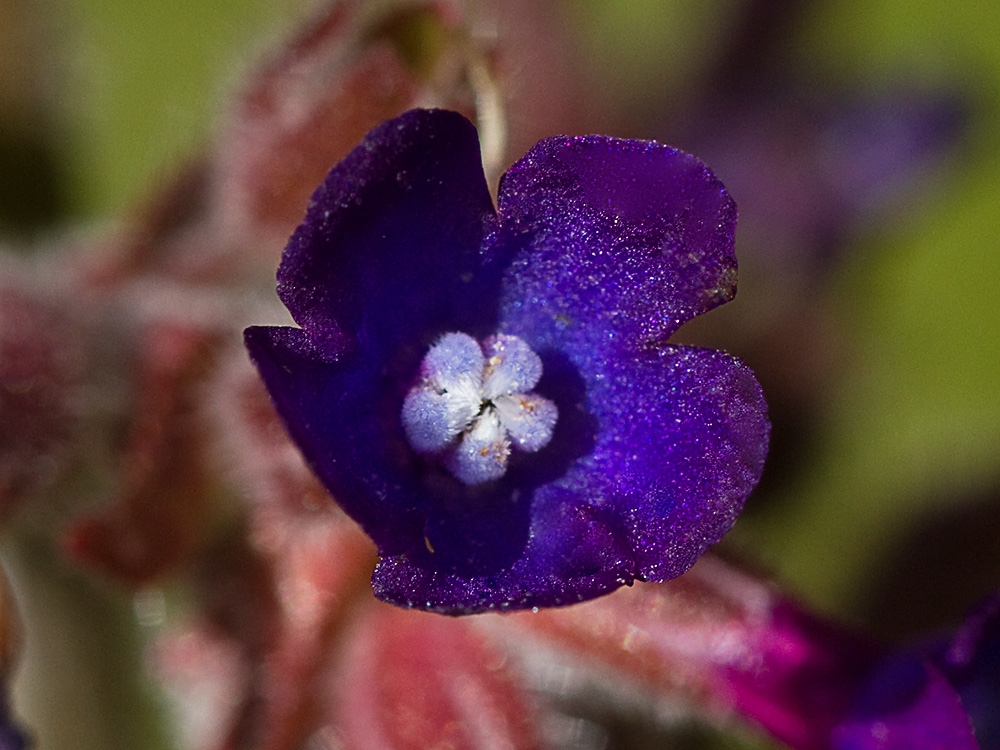 Chupamiel ondulado (Anchusa undulata subsp. granatensis)