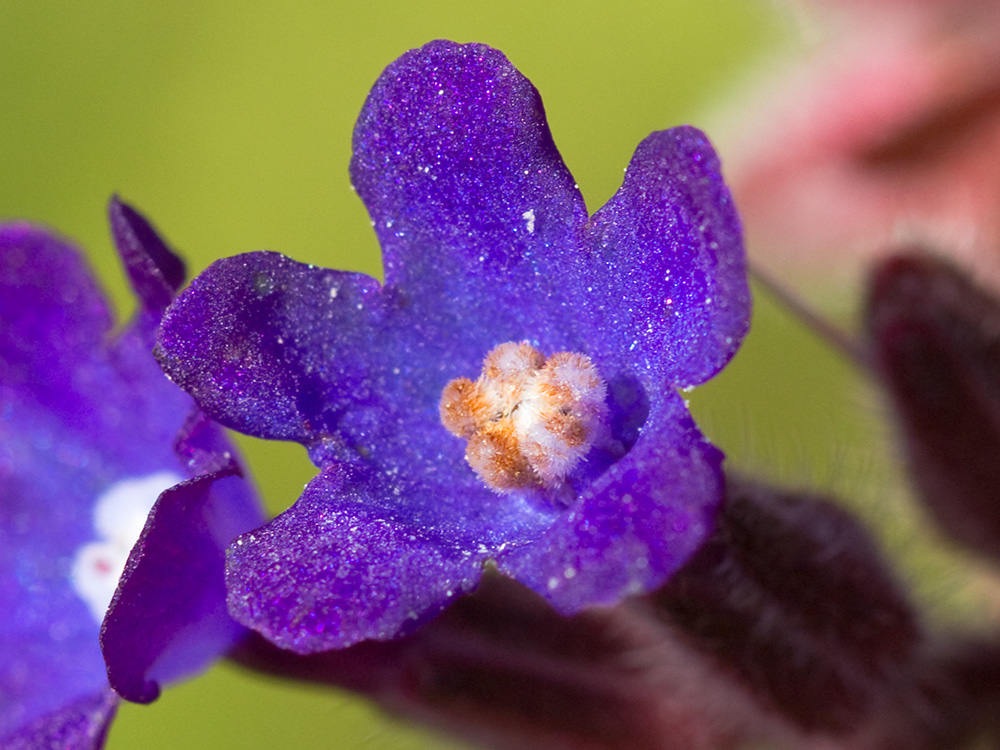 Chupamiel ondulado (Anchusa undulata subsp. granatensis)
