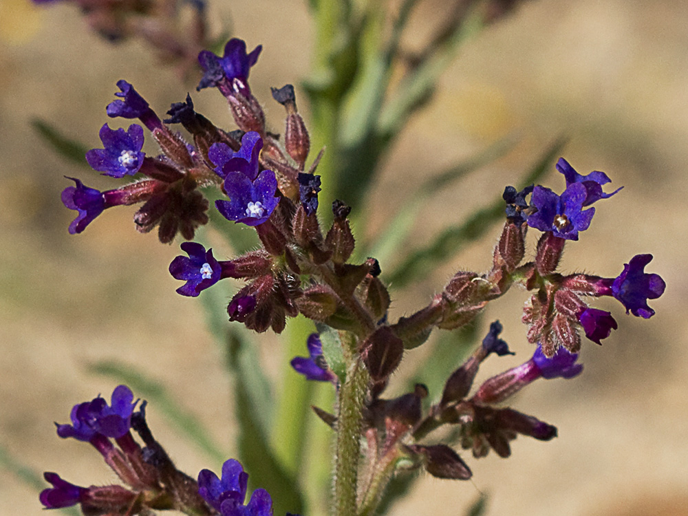Chupamiel ondulado (Anchusa undulata subsp. granatensis)