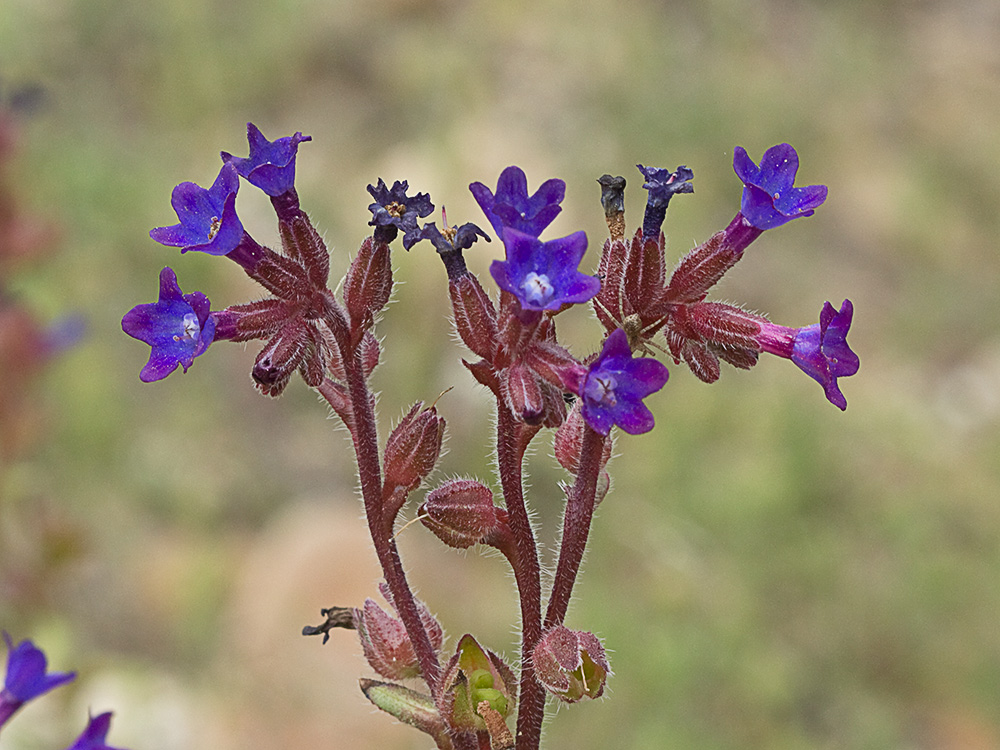 Chupamiel ondulado (Anchusa undulata subsp. granatensis)