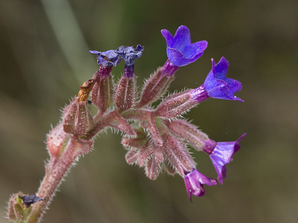 Chupamiel ondulado (Anchusa undulata subsp. granatensis)