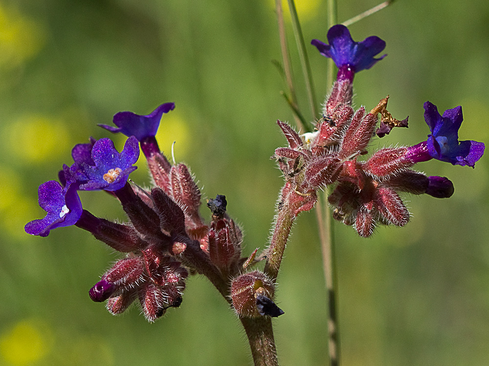 Chupamiel ondulado (Anchusa undulata subsp. granatensis)