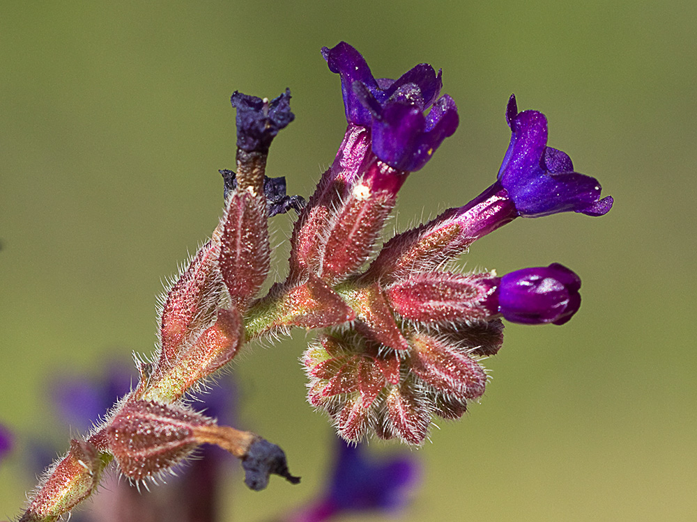 Chupamiel ondulado (Anchusa undulata subsp. granatensis)