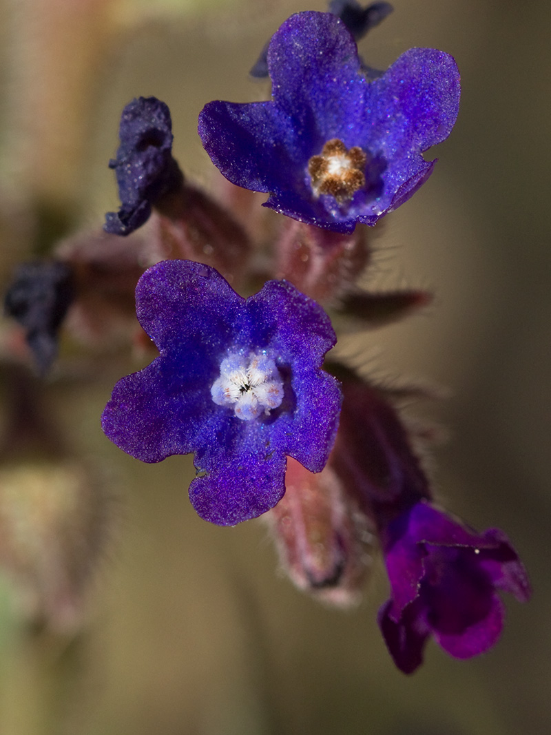 Chupamiel ondulado (Anchusa undulata subsp. granatensis)