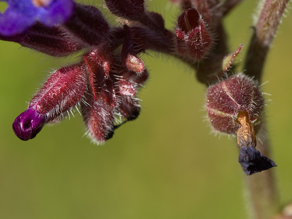 Chupamiel ondulado (Anchusa undulata subsp. granatensis)