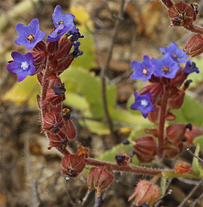 Inflorescencias del chupamiel ondulado (Anchusa undulata)