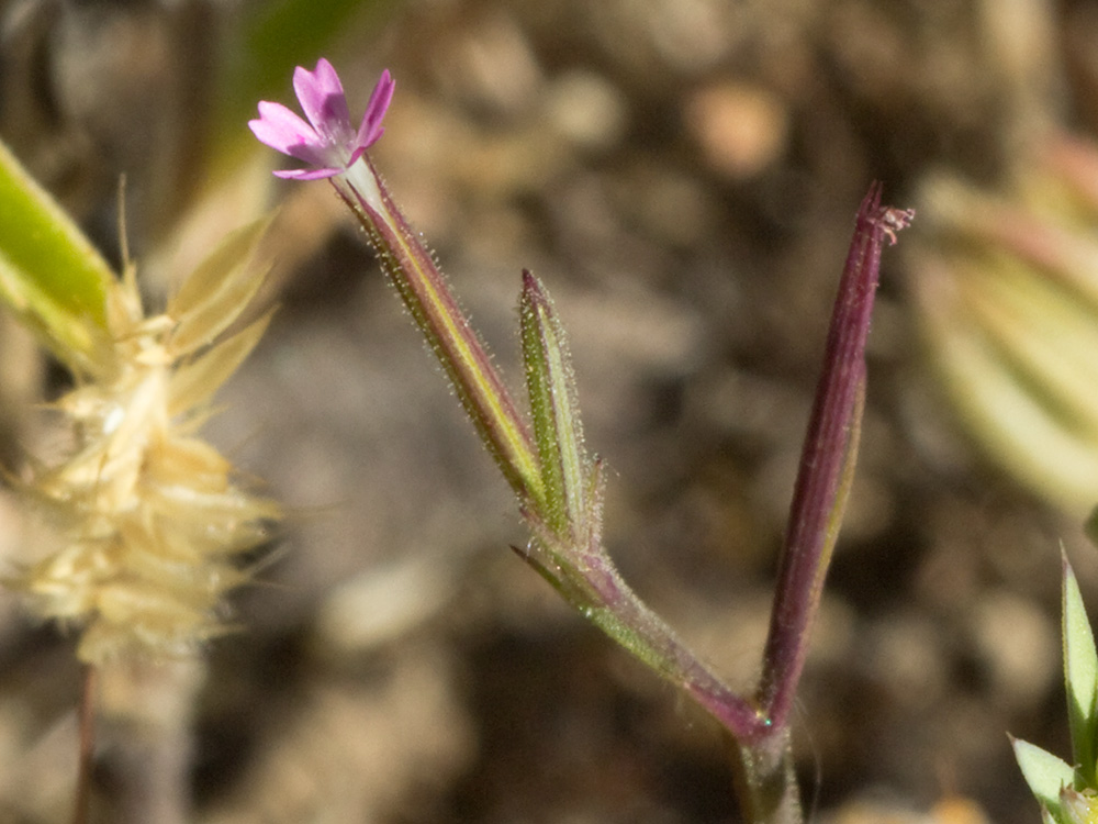 Clavelillo seco (Velezia rigida L.). Dianthus nudiflorus Griff