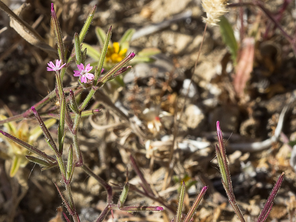 Clavelillo seco (Velezia rigida L.). Dianthus nudiflorus Griff