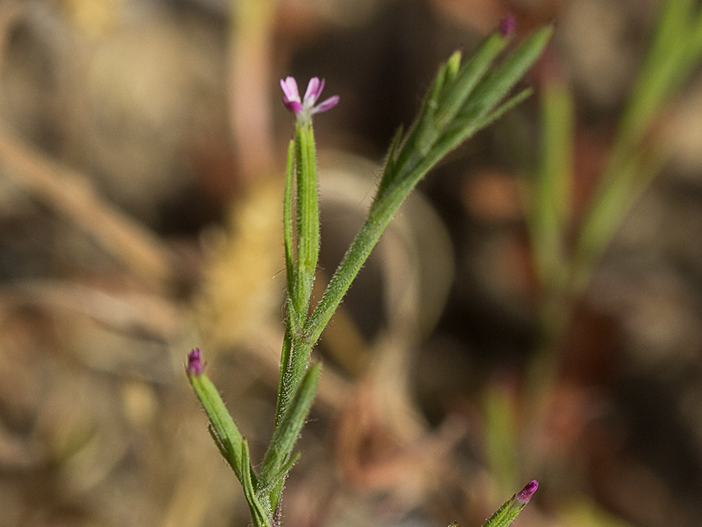 Clavelillo seco (Velezia rigida L.). Dianthus nudiflorus Griff