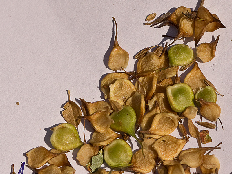 Clemátide acampanada (Clematis campaniflora)