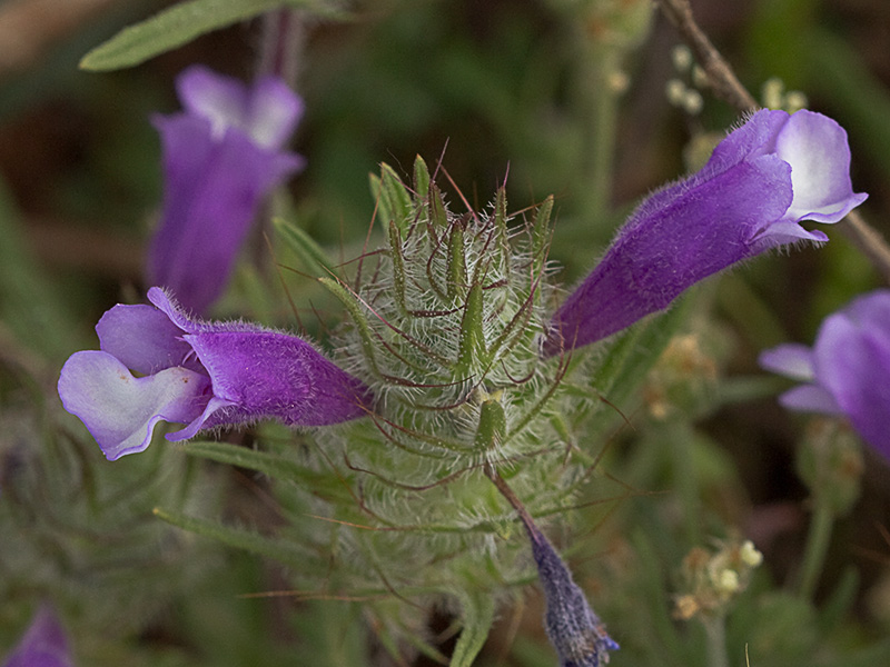 clionia (cleonia lusitanica)