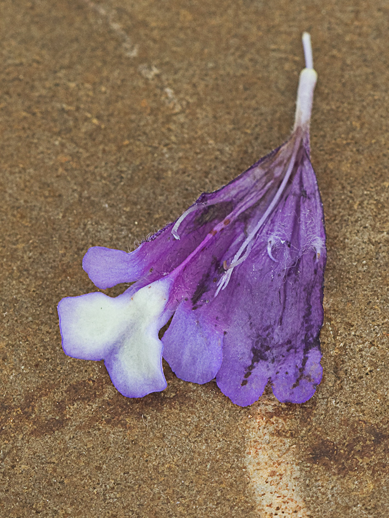 clionia (cleonia lusitanica)