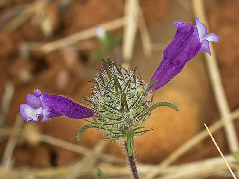 clionia (cleonia lusitanica)