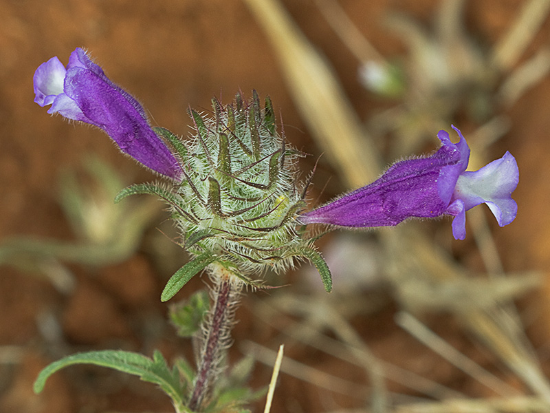 clionia (cleonia lusitanica)