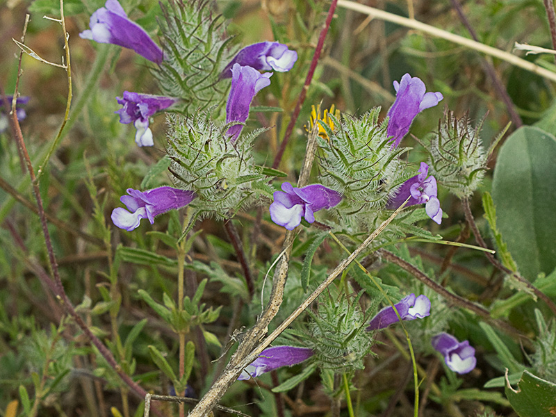 clionia (cleonia lusitanica)