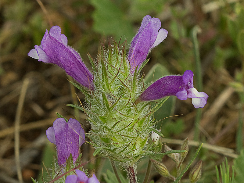 clionia (cleonia lusitanica)