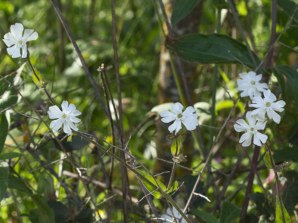 Colleja blanca, (Silene latifolia)