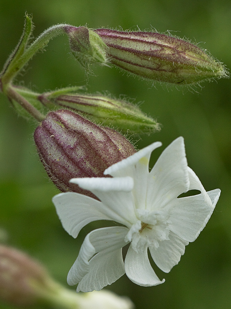 Colleja blanca, (Silene latifolia)