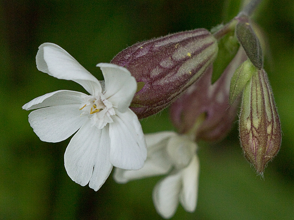 Colleja blanca, (Silene latifolia)