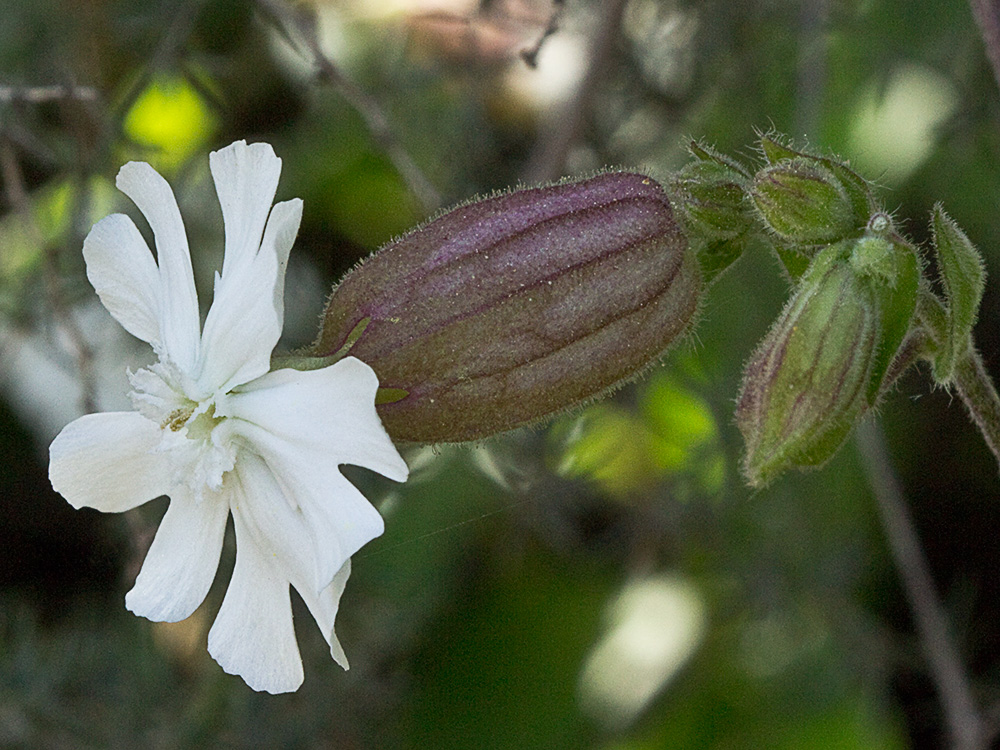 Colleja blanca, (Silene latifolia)