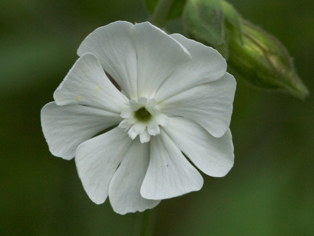 Colleja blanca, (Silene latifolia)