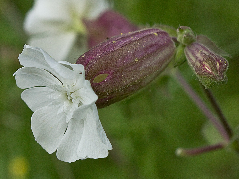 Colleja blanca, (Silene latifolia)