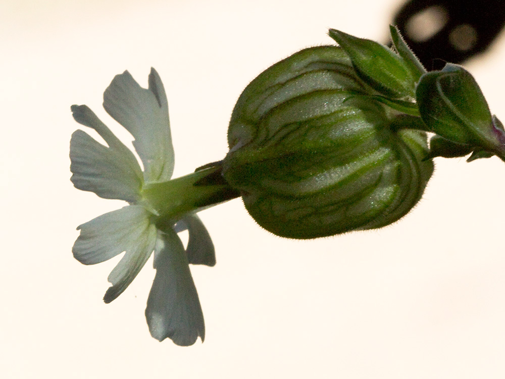 Colleja blanca, (Silene latifolia)