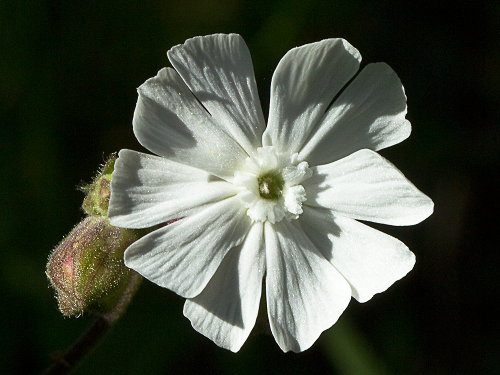 Colleja blanca, (Silene latifolia)