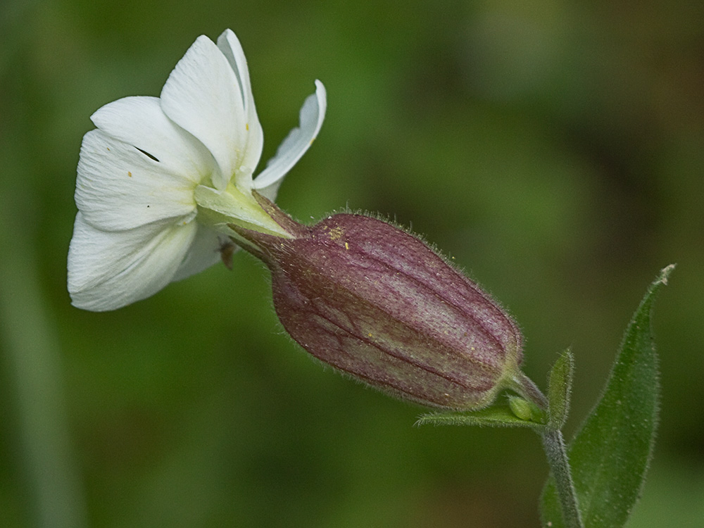 Colleja blanca, (Silene latifolia)