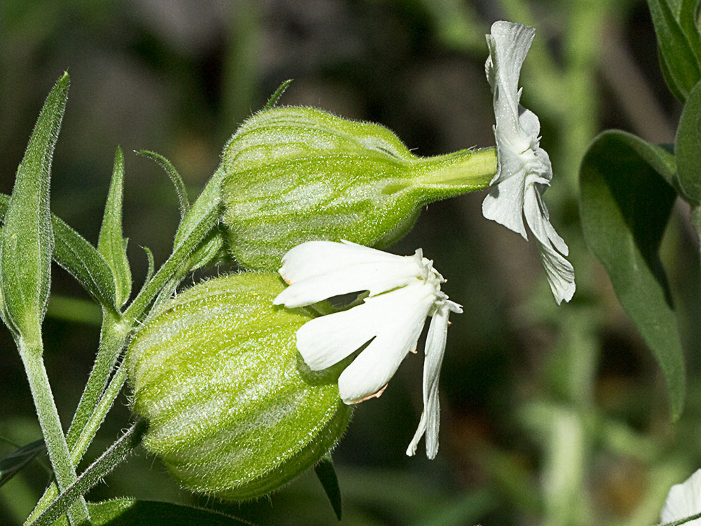 Colleja blanca, (Silene latifolia)