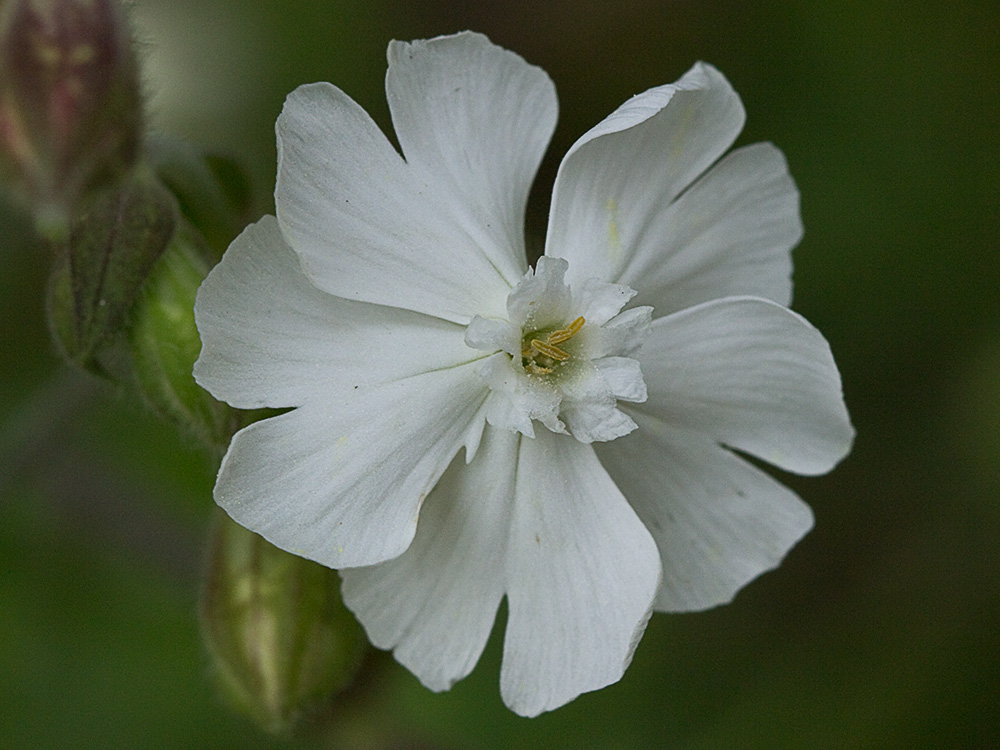 Colleja blanca, (Silene latifolia)