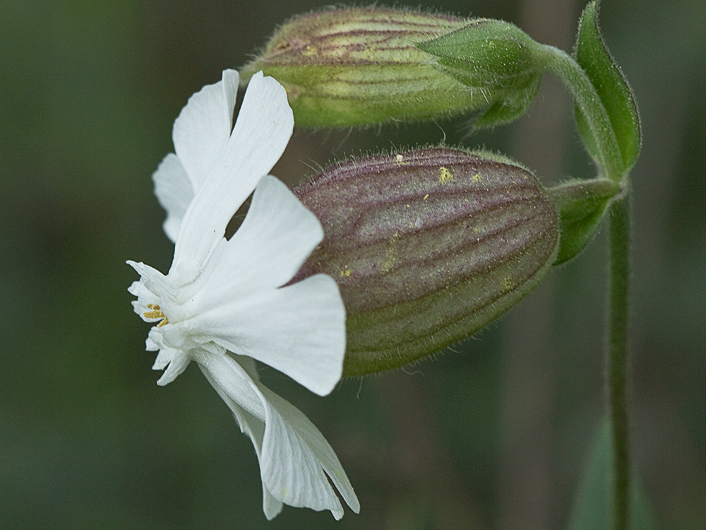 Colleja blanca, (Silene latifolia)