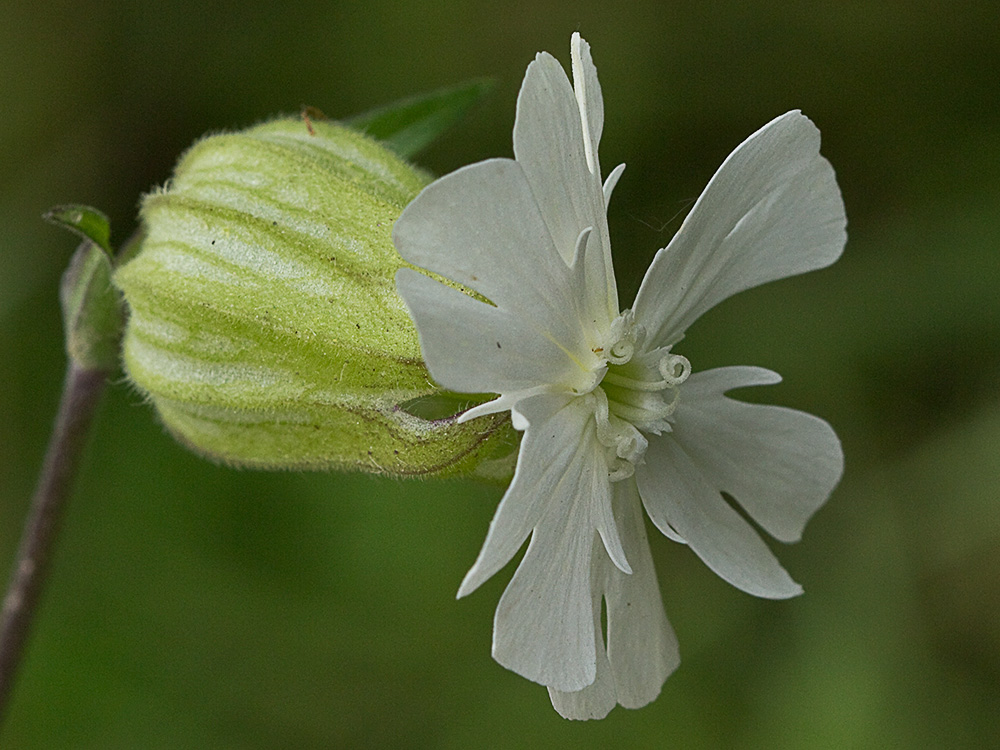 Colleja blanca, (Silene latifolia)
