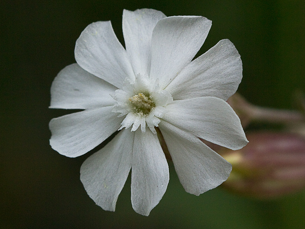 Colleja blanca, (Silene latifolia)