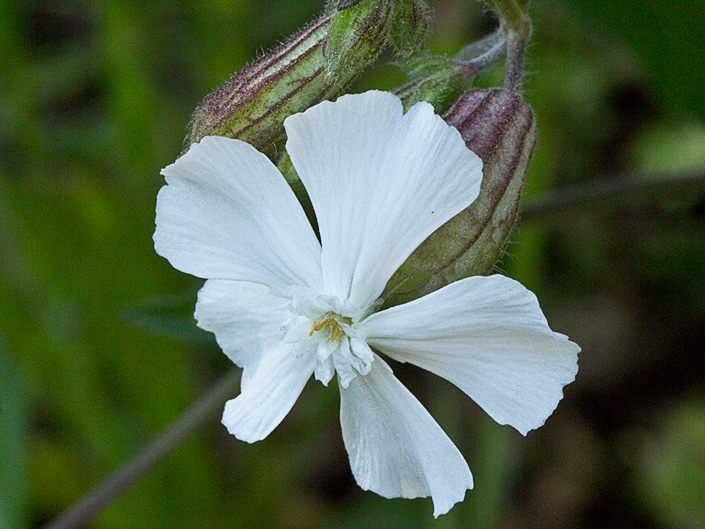 Colleja blanca, (Silene latifolia)