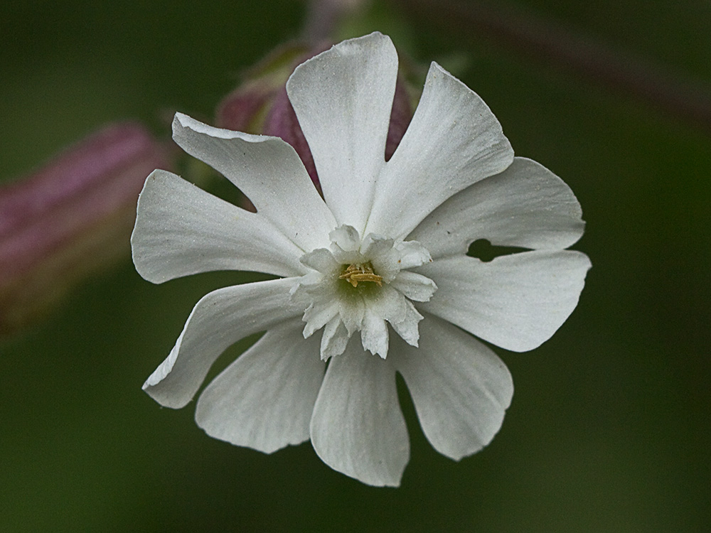 Colleja blanca, (Silene latifolia)