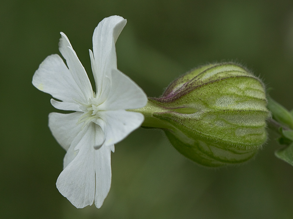 Colleja blanca, (Silene latifolia)