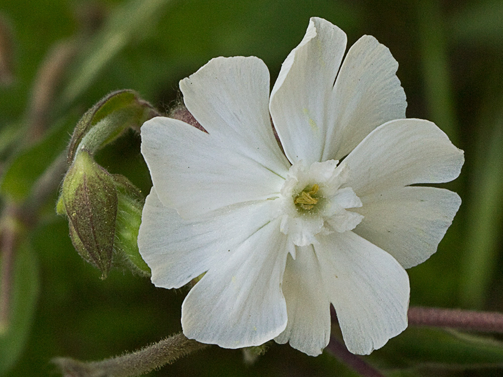 Colleja blanca, (Silene latifolia)