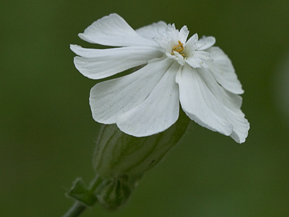 Colleja blanca, (Silene latifolia)