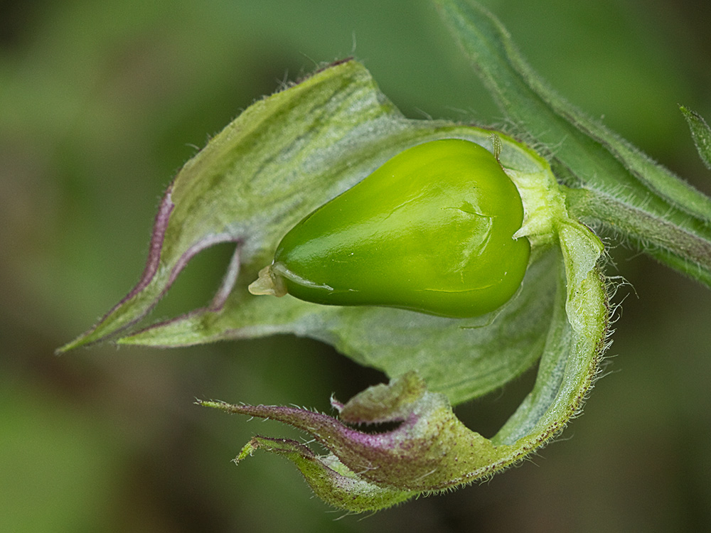 Colleja blanca, (Silene latifolia)