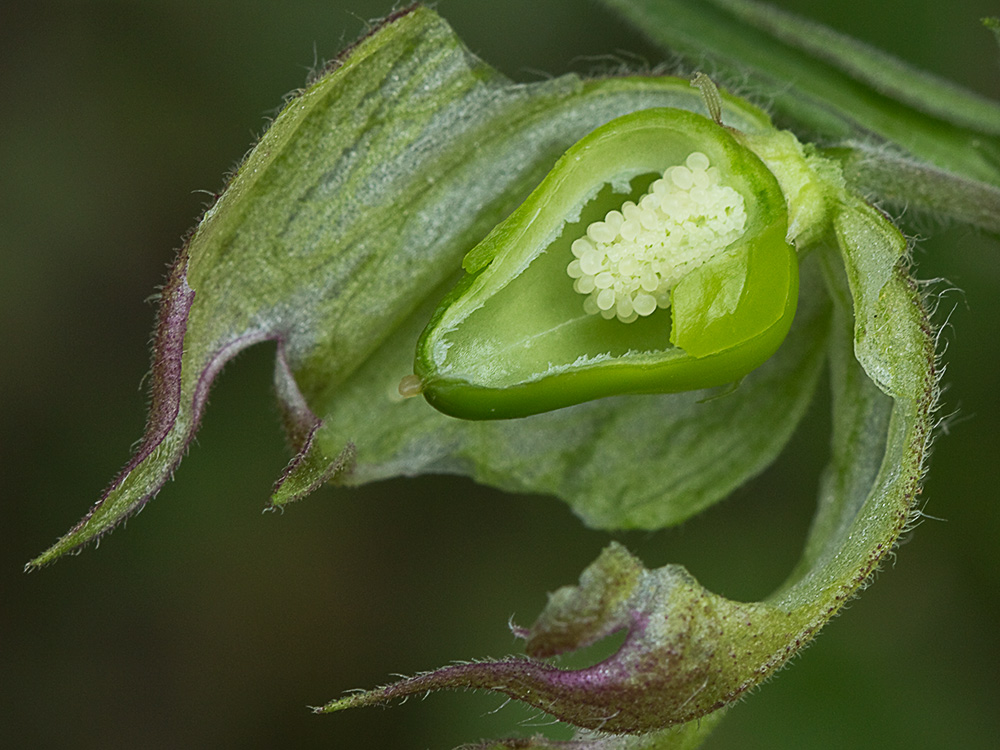 Colleja blanca, (Silene latifolia)
