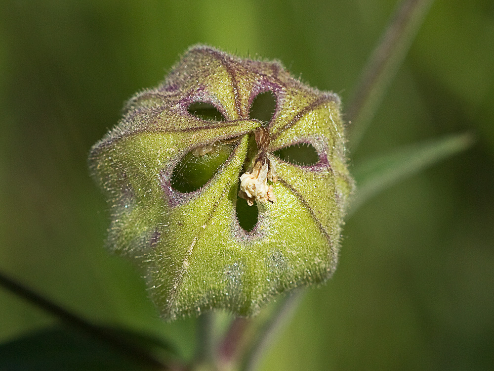 Colleja blanca, (Silene latifolia)