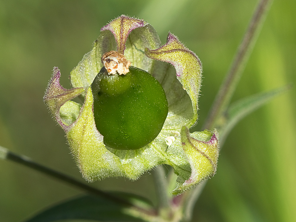 Colleja blanca, (Silene latifolia)