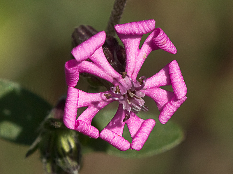 Silene colorata