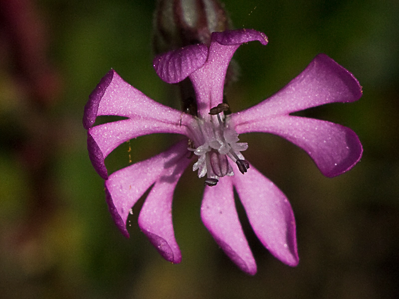 Silene colorata