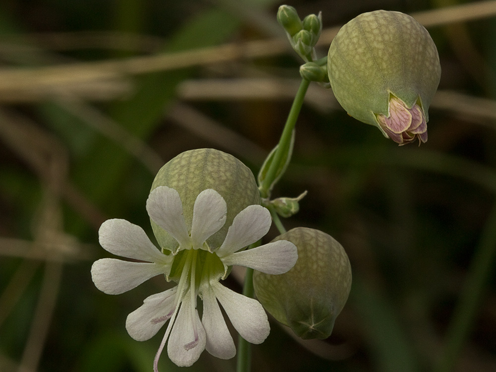 Colleja (Silene vulgaris)