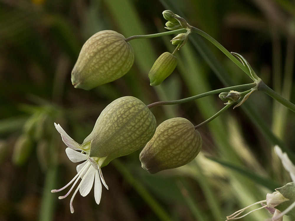 Colleja (Silene vulgaris)