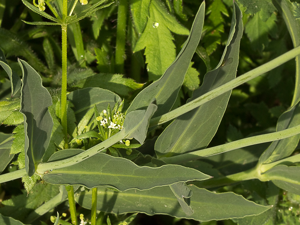 Colleja (Silene vulgaris)