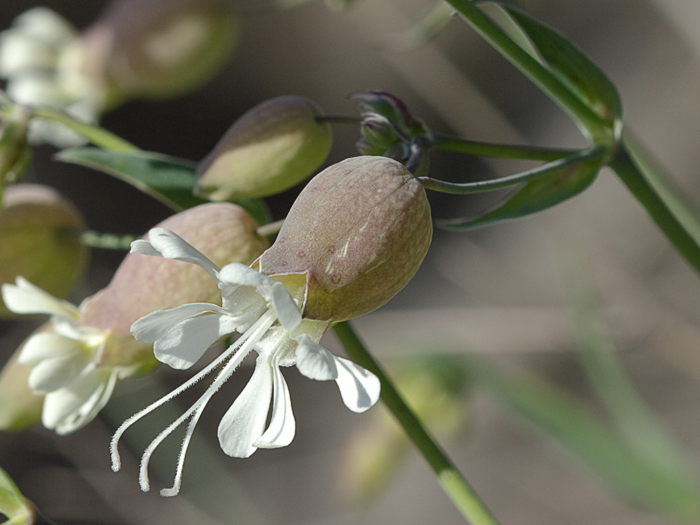 Colleja (Silene vulgaris)
