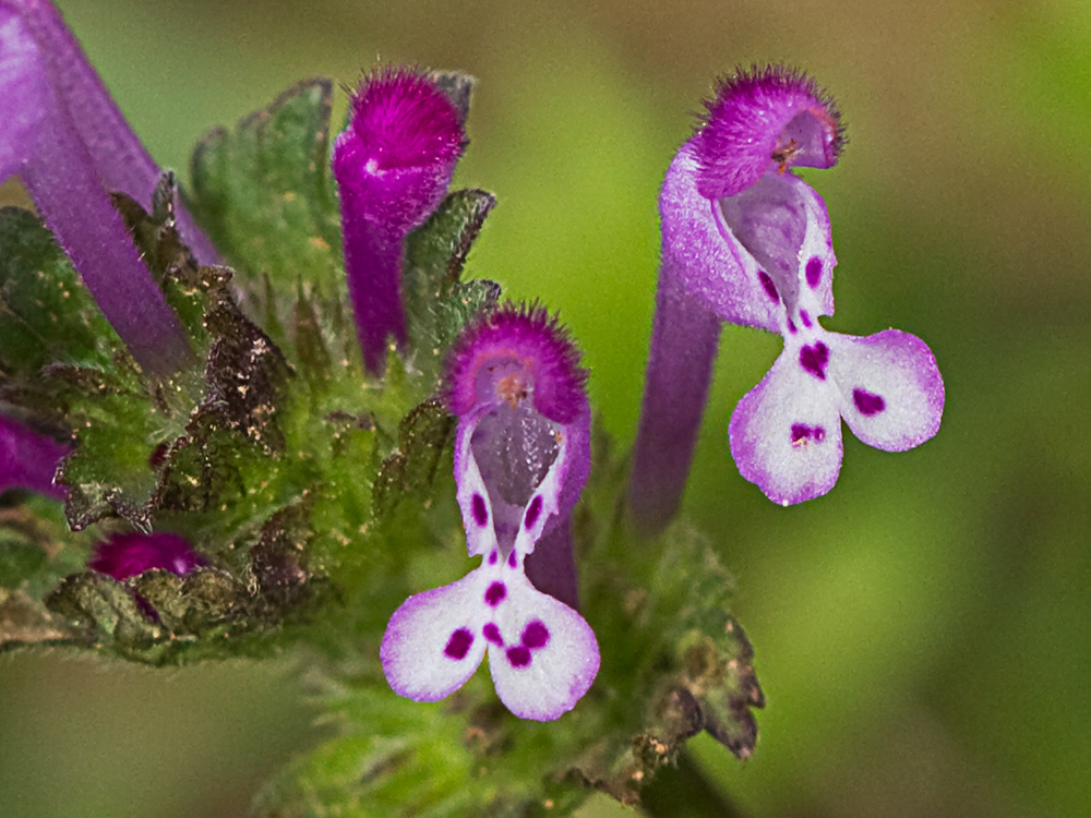 Lamium amplexicaule, conejitos